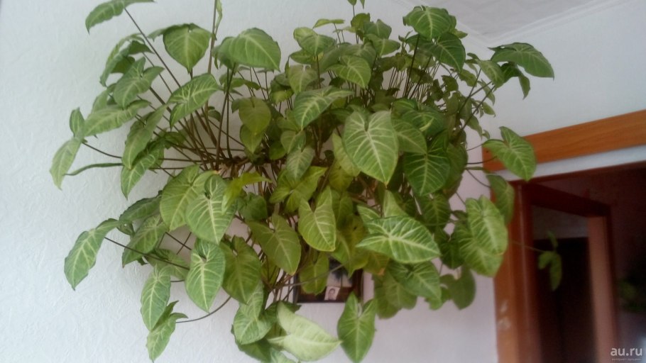 Сциндапсус Пиктус Сильвер