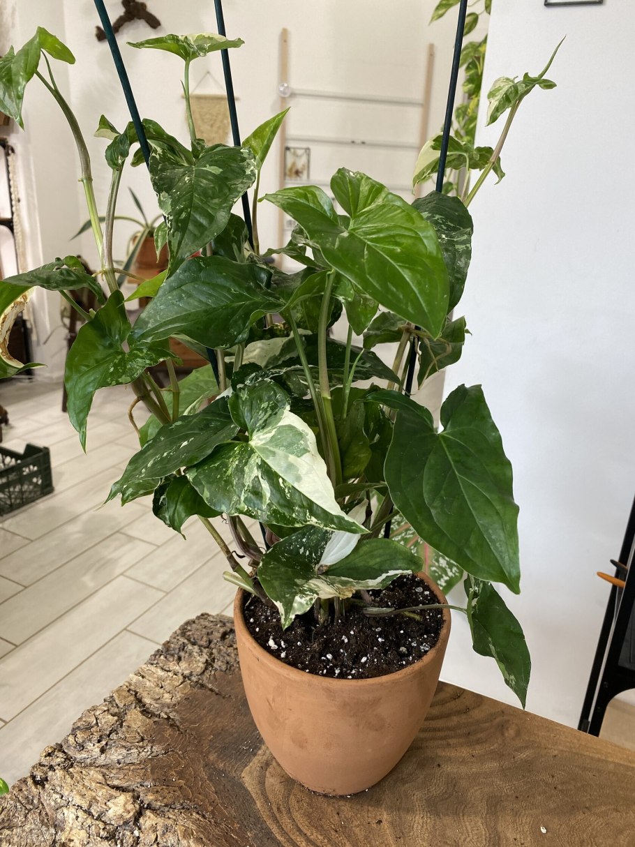 Сингониум Подофиллум