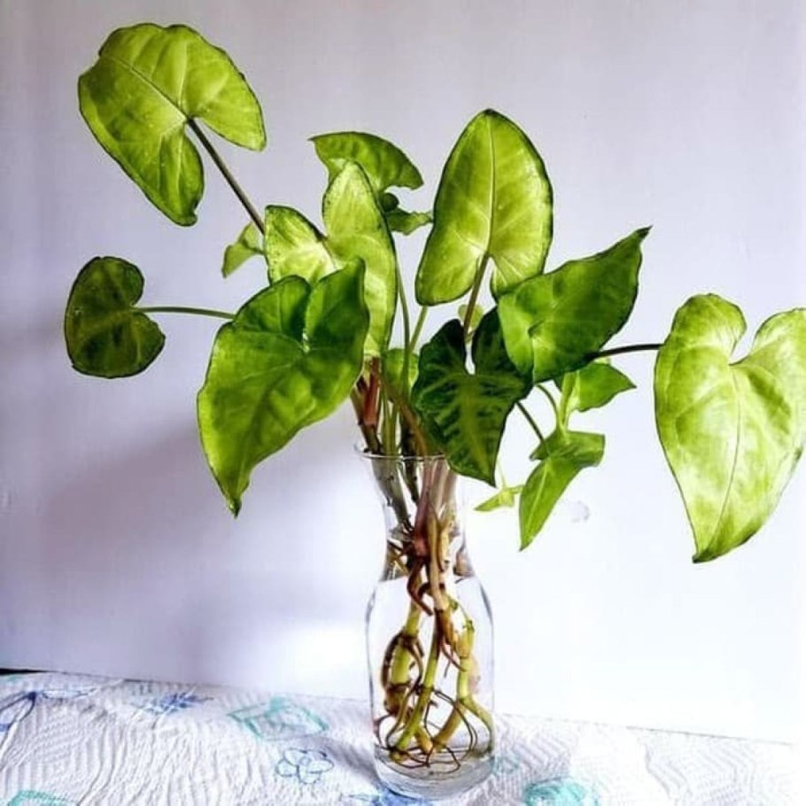 Сингониум Подофиллум купить