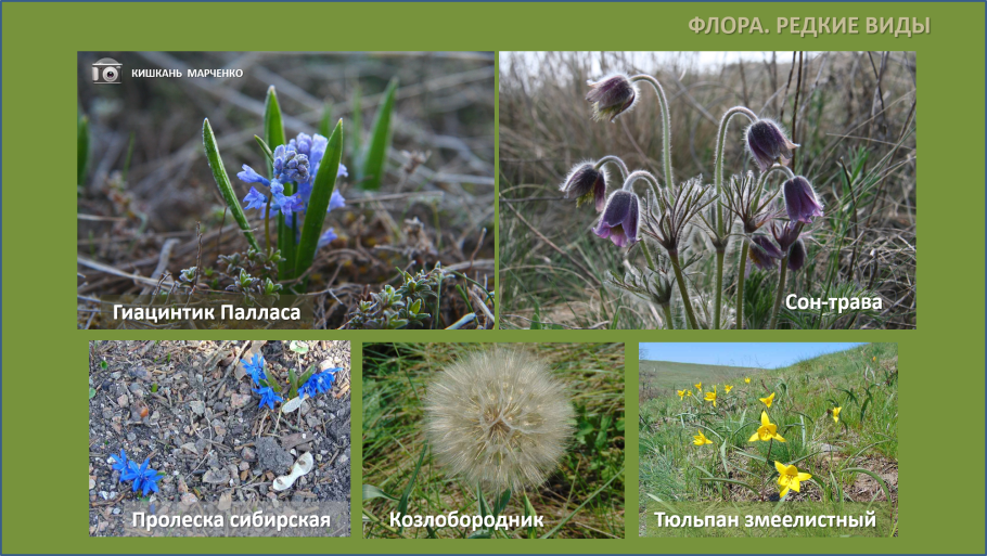 Верблюжья колючка стебель