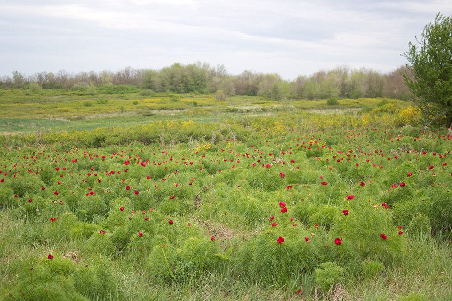 Тамариск ксерофит