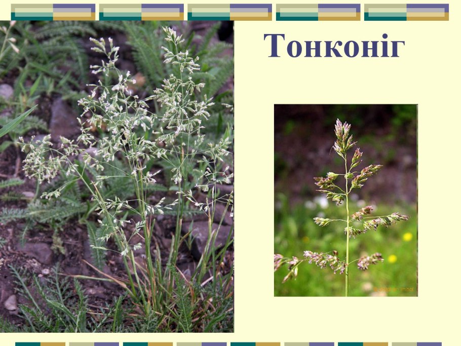 Флора и фауна полупустынь России