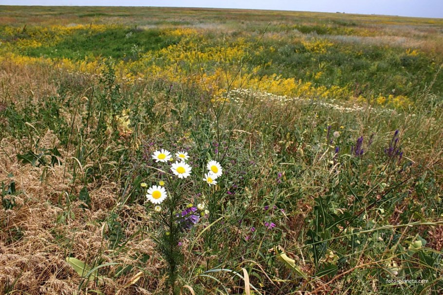 Животный мир лесостепной зоны в России