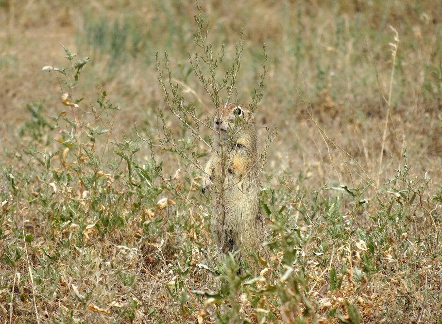 Степи Северной Америки прерии