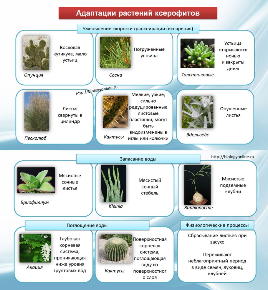 Растительный мир пустыни