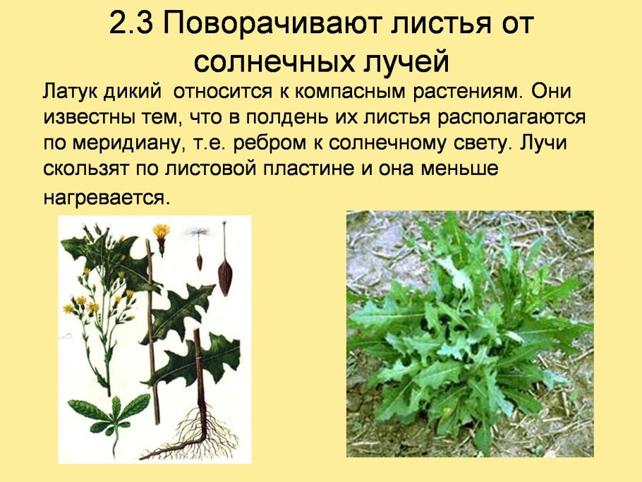 Зоны лесостепей и степей животный мир