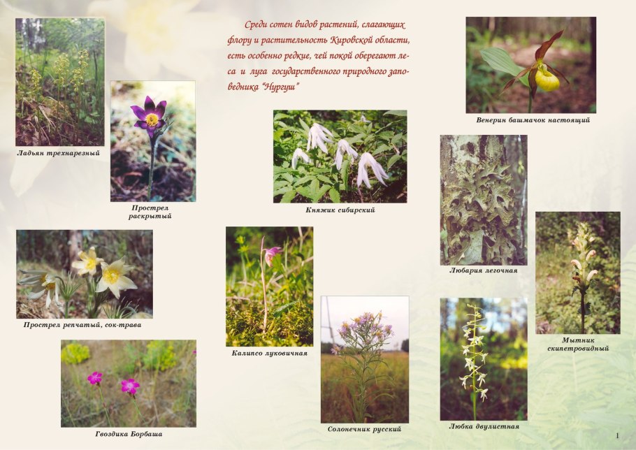 Шалфей Степной