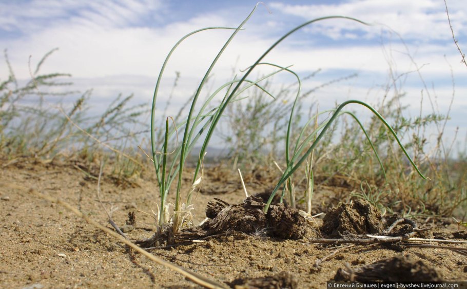 Текст Весенняя степь