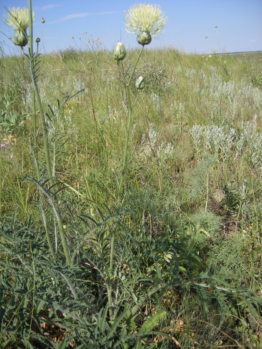 Саванна информация