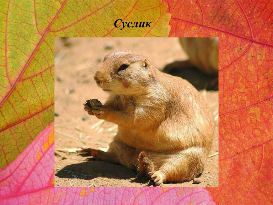 Почвы лесостепи в России