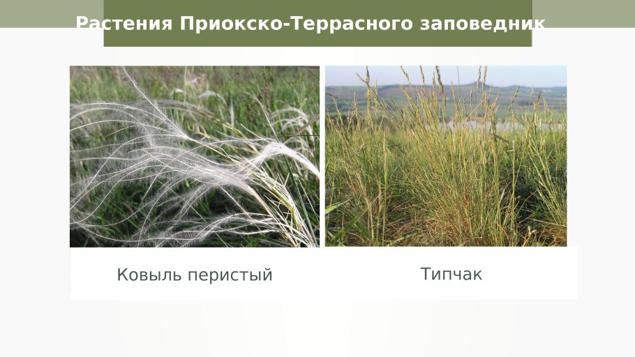 Ковыль Днепровский