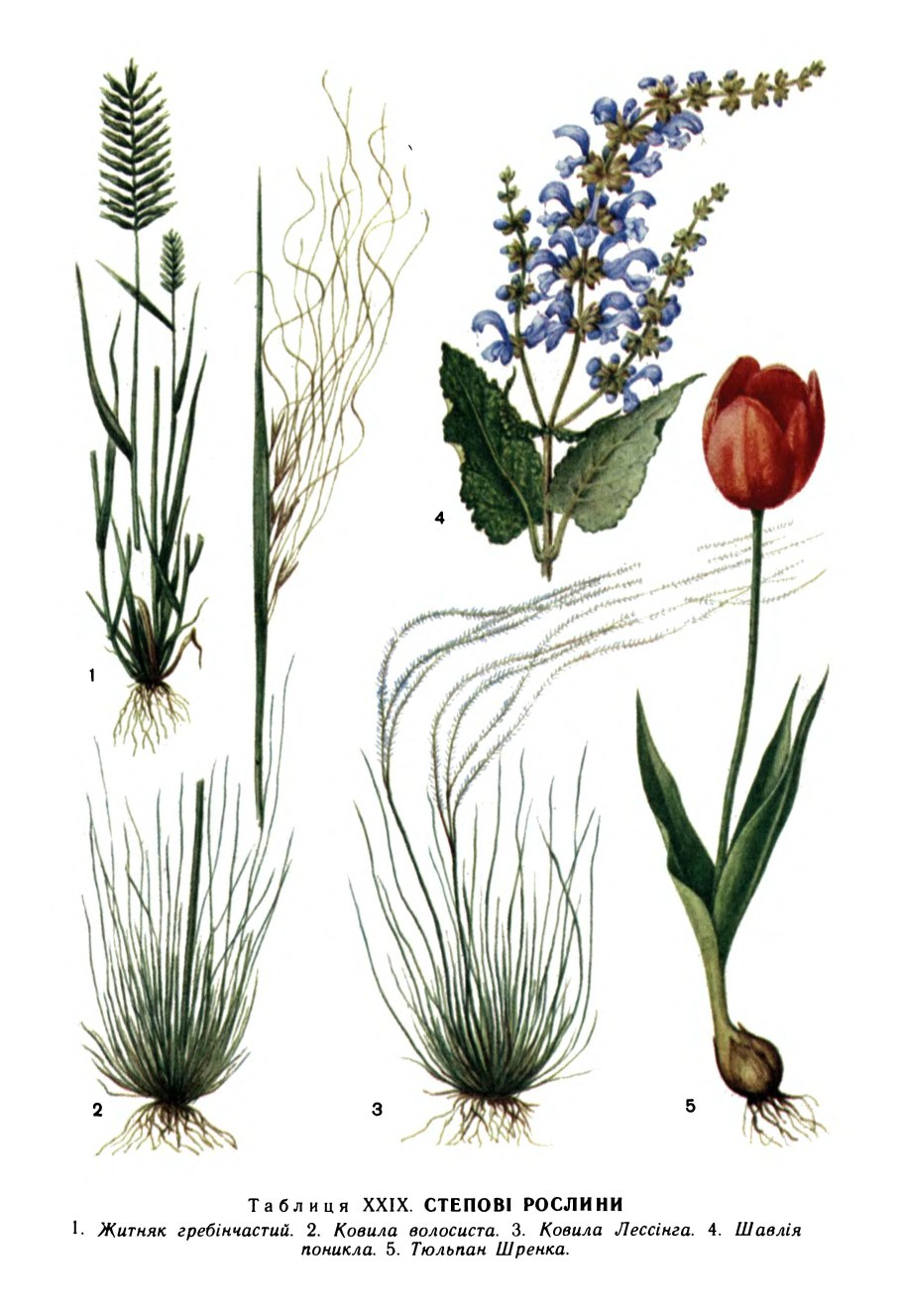 Животные лесостепи