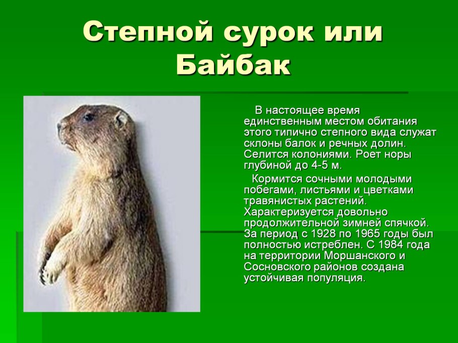 Полезные растения для кроликов