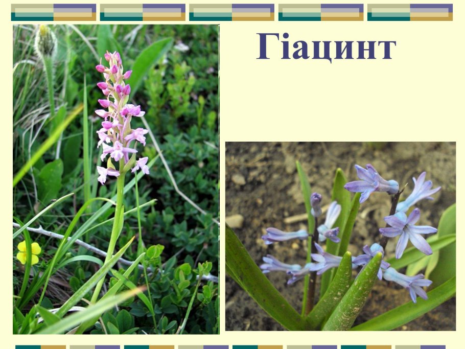 Приспособление растений к свету