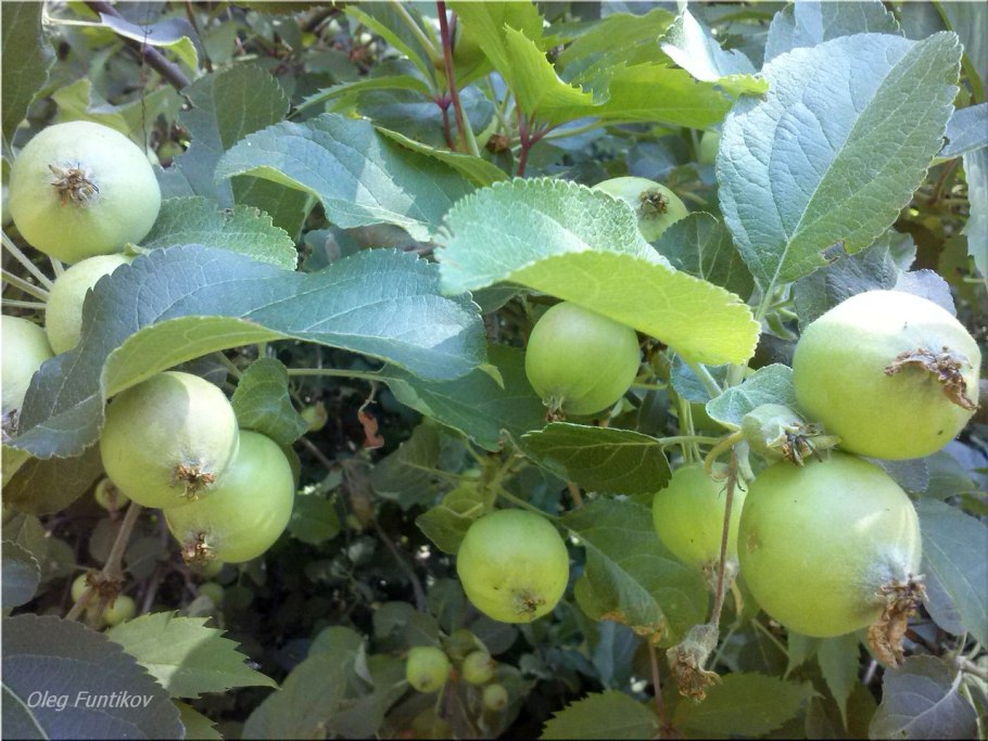 Янтарка Дикая яблоня