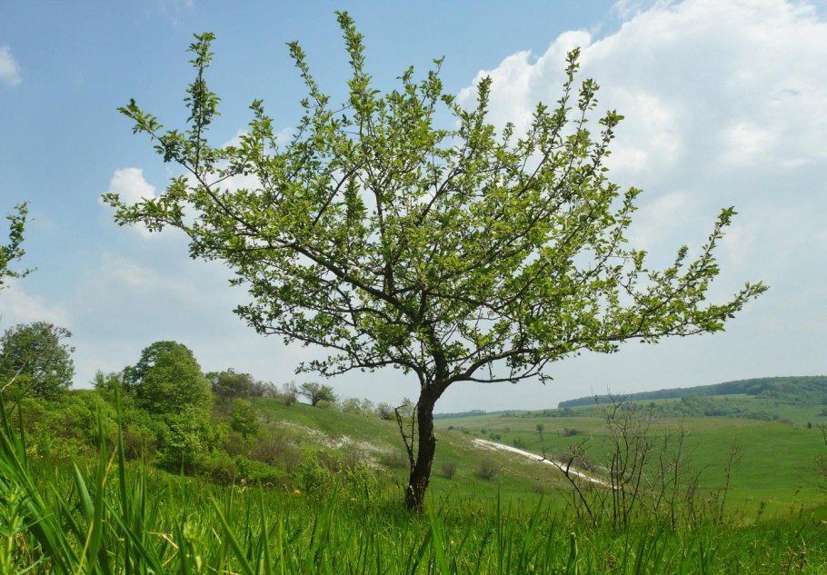 Яблоня Лесная (Дикая) (Malus Sylvestris)