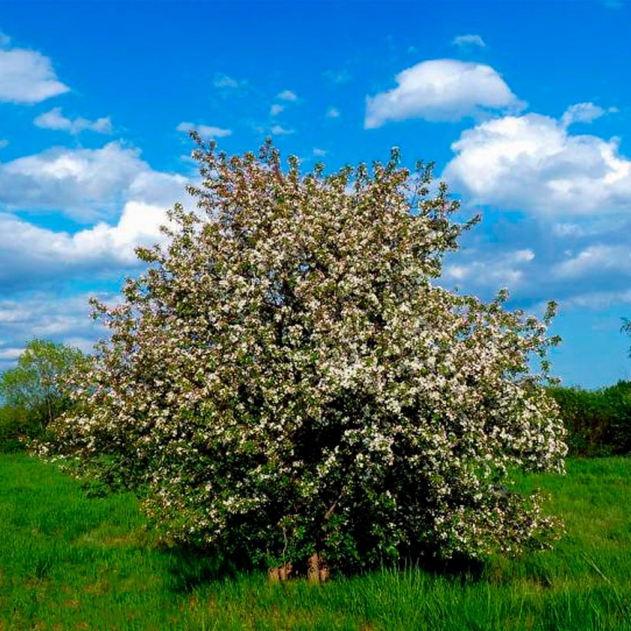 Яблоня Лесная (дичок)