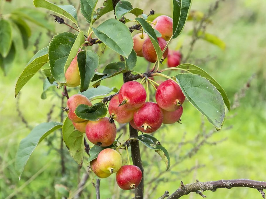 Дикие яблони и груши