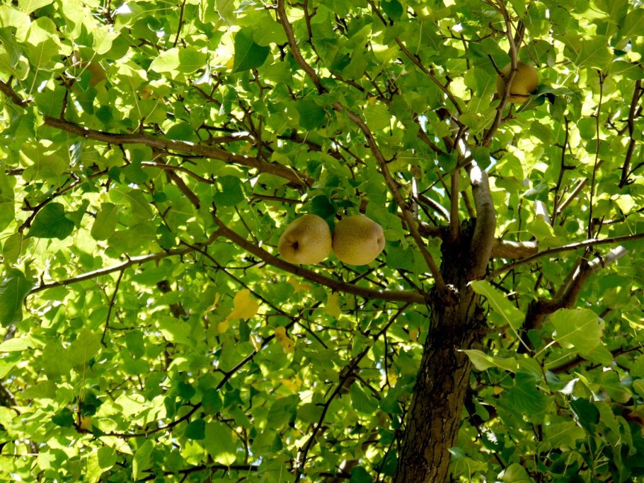 Яблоня Дикая Malus Sylvestris