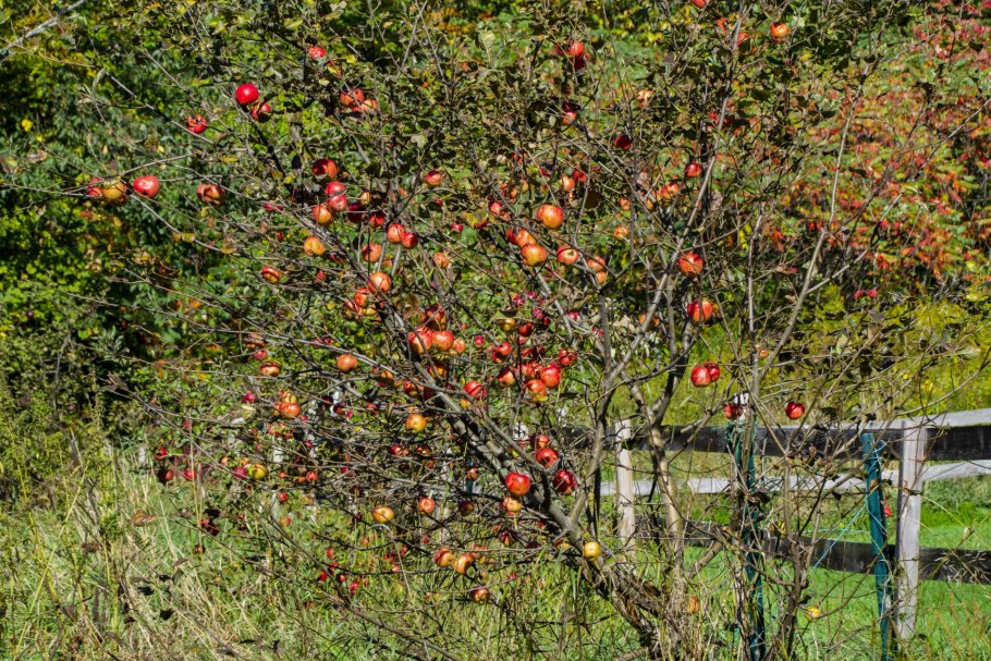 Яблоня Ягодная Malus baccata