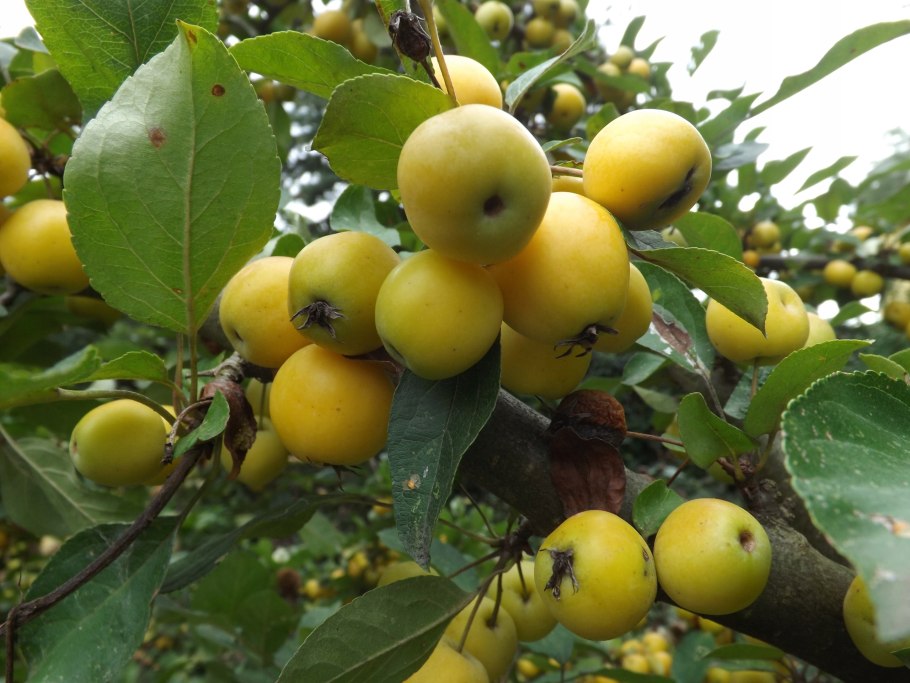 Яблоня Дикая Malus Sylvestris