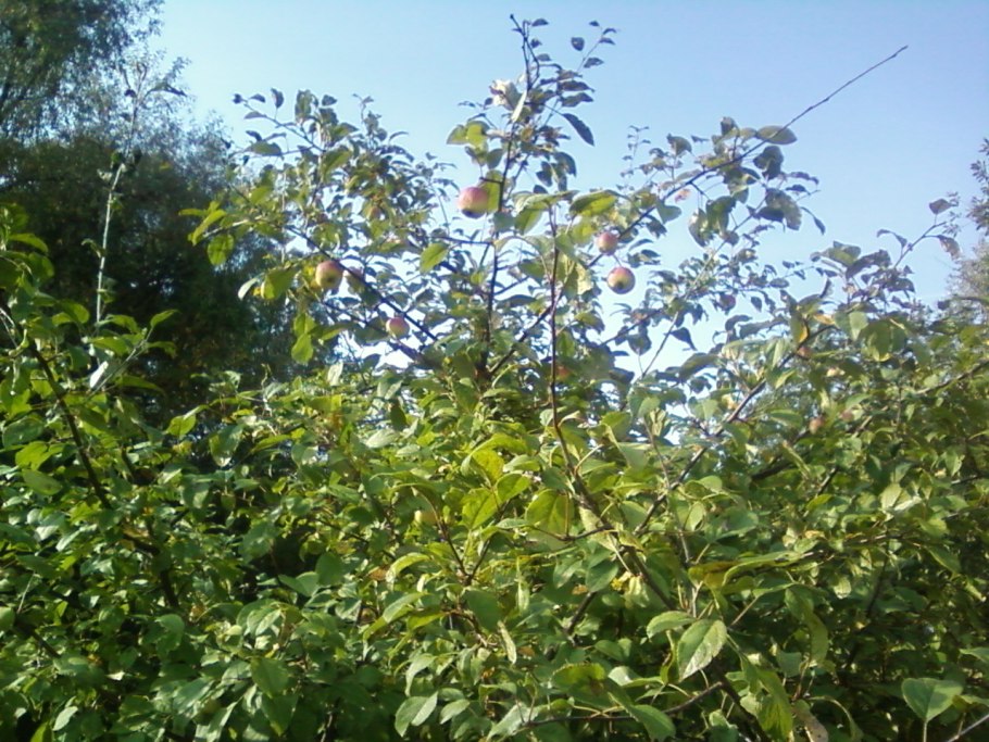Яблоня Лесная дерево