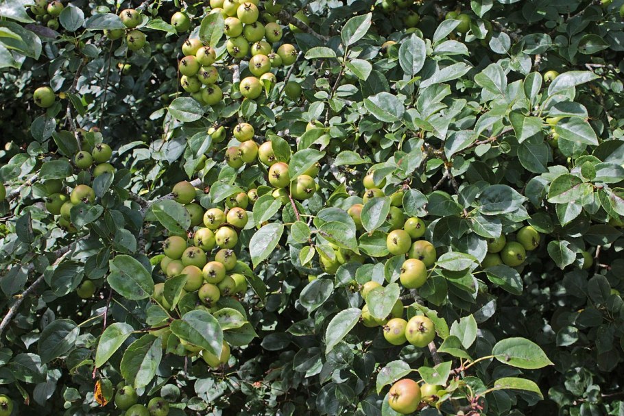 Яблоня Лесная Malus Sylvestris