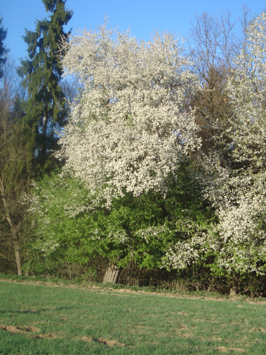 Черемуха обыкновенная (prunus padus)
