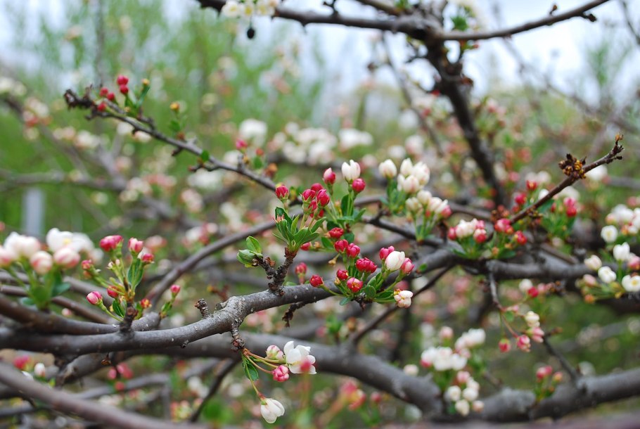 Вишня Харитоновская дерево