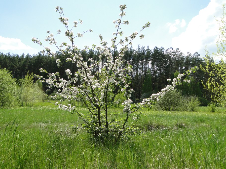 Яблоня лесная (дичок)