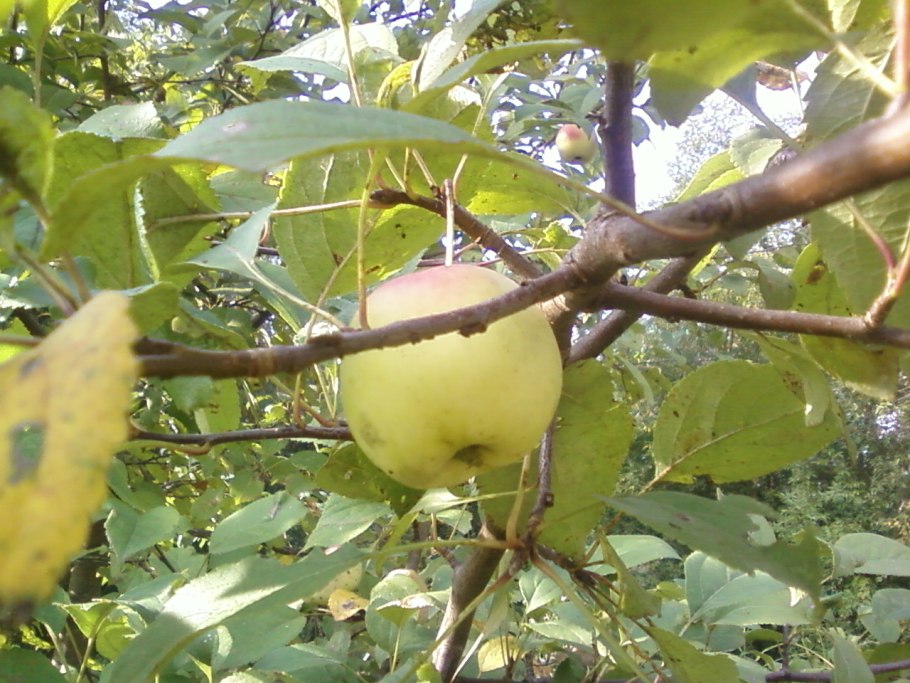 Яблоня Дикая Malus Sylvestris