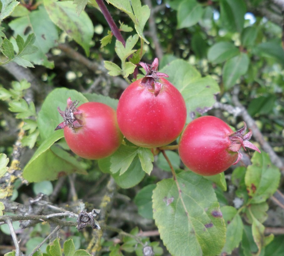 Яблоня дикая malus sylvestris