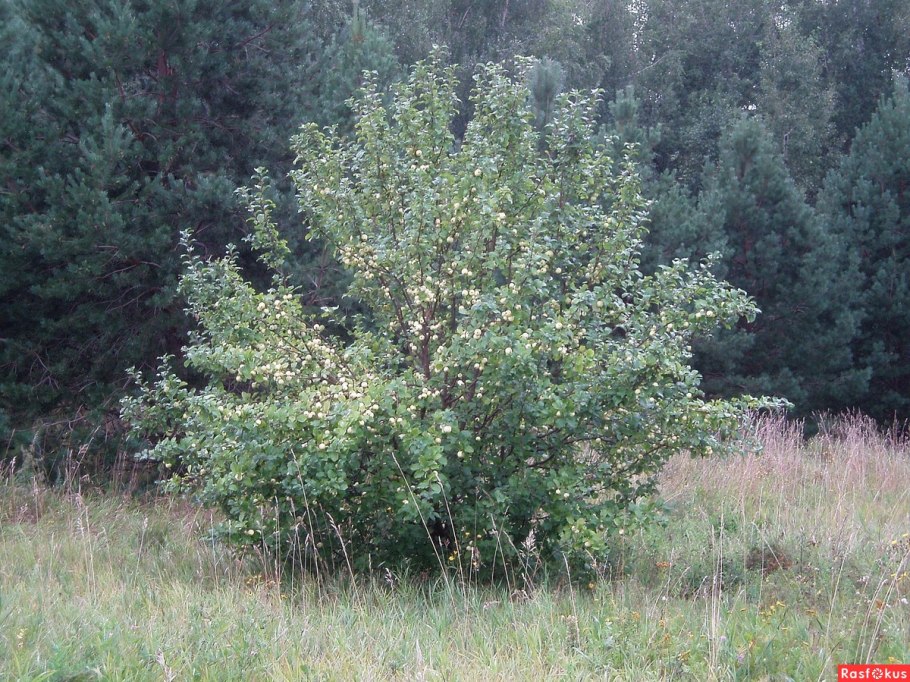 Яблоня декоративная (сорт 'Tina')