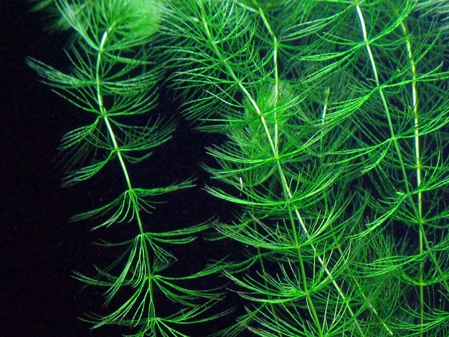 Растения клеточные организмы