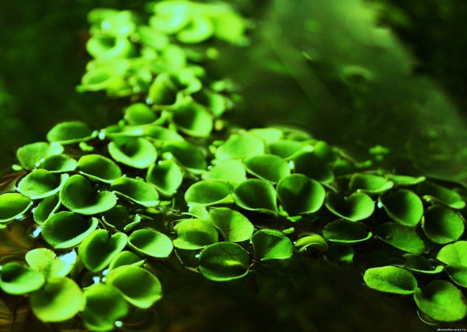 Ацетабулярия водоросль