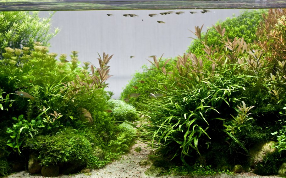 Лапландский заповедник мхи