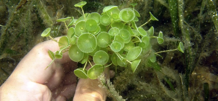 Цикл развития папоротника щитовника мужского