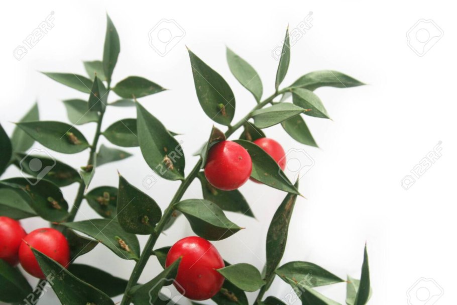 Иглица Колхидская