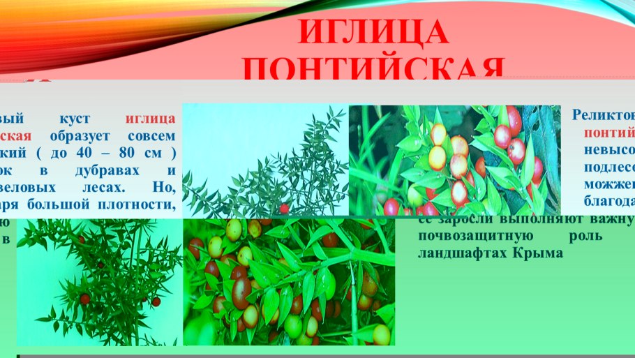 Сосновая иглица