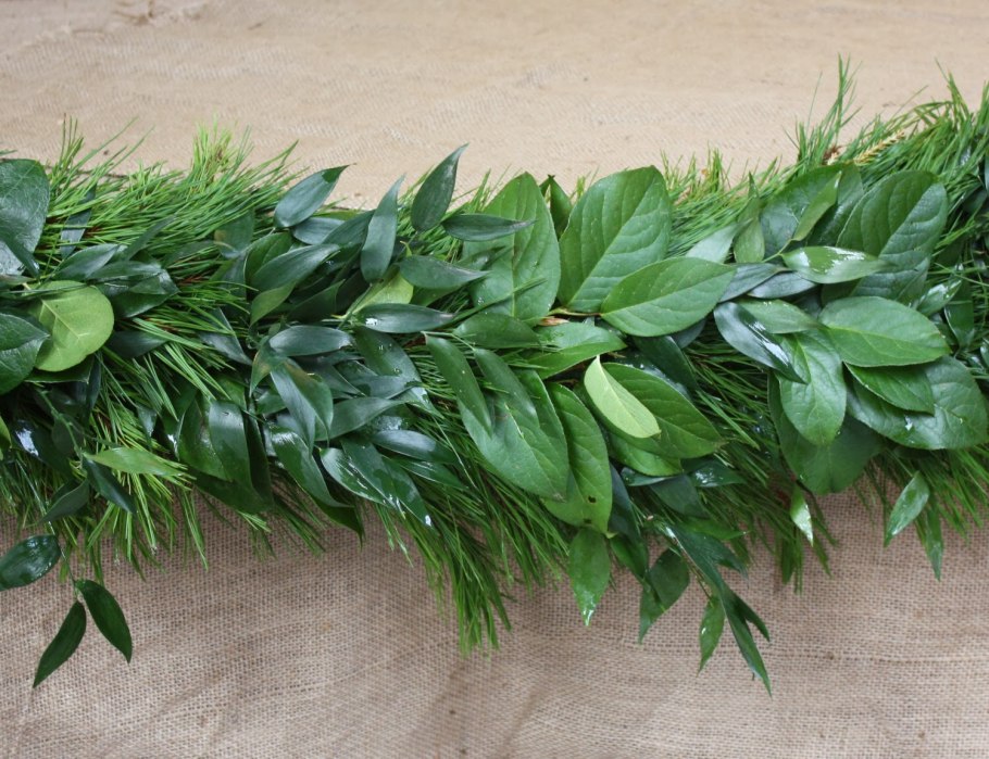 Иглица Холл