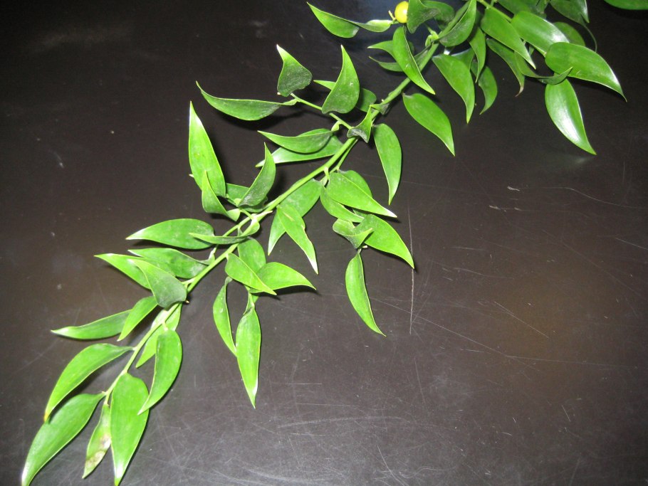 Иглица Кавказская