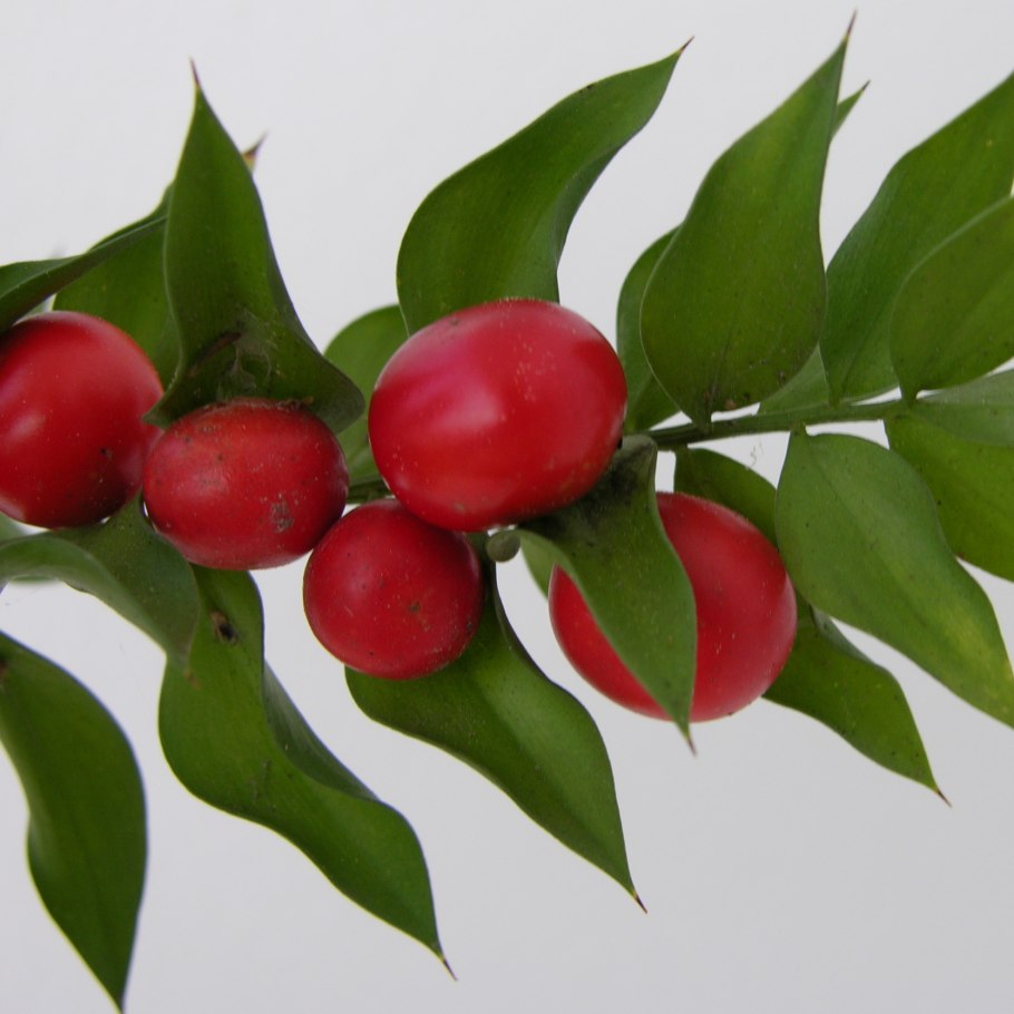 Иглица на белом фоне