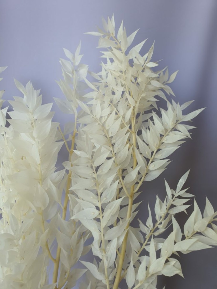 Белое на веточке мягкое растение