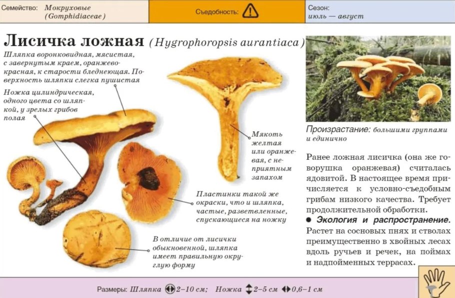 Лисички грибы цвета солнца