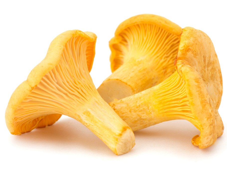 Гриб Cantharellus tubaeformis.