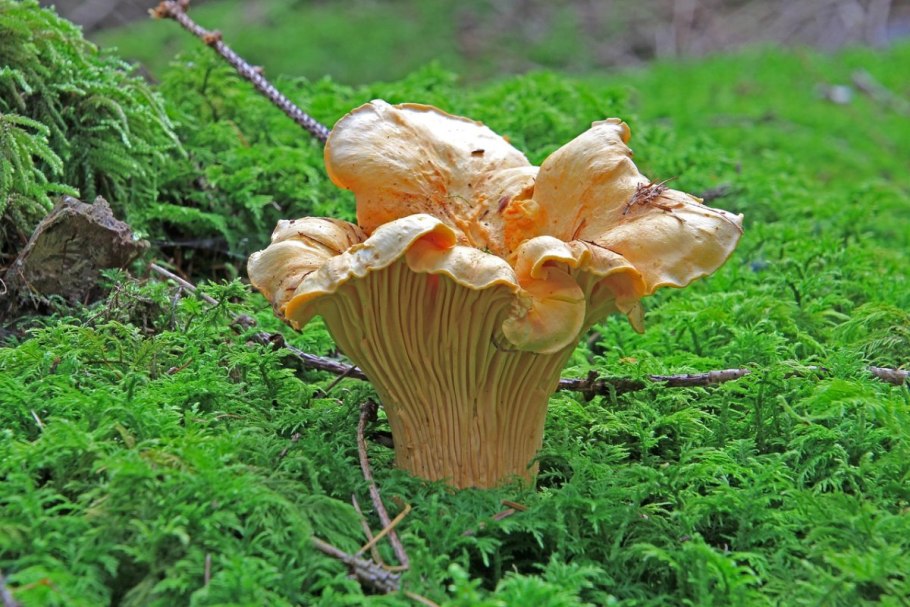 Курочки лисички грибы