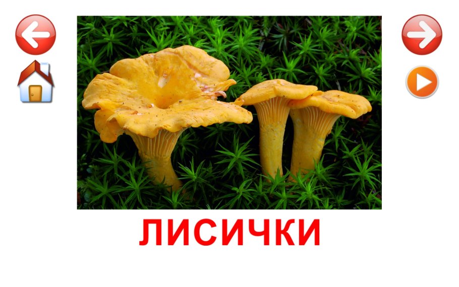 Лисички грибы в Испании
