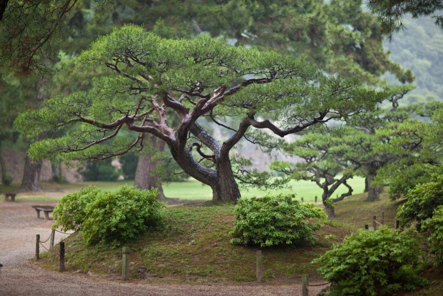 Juniper Bonsai Tree