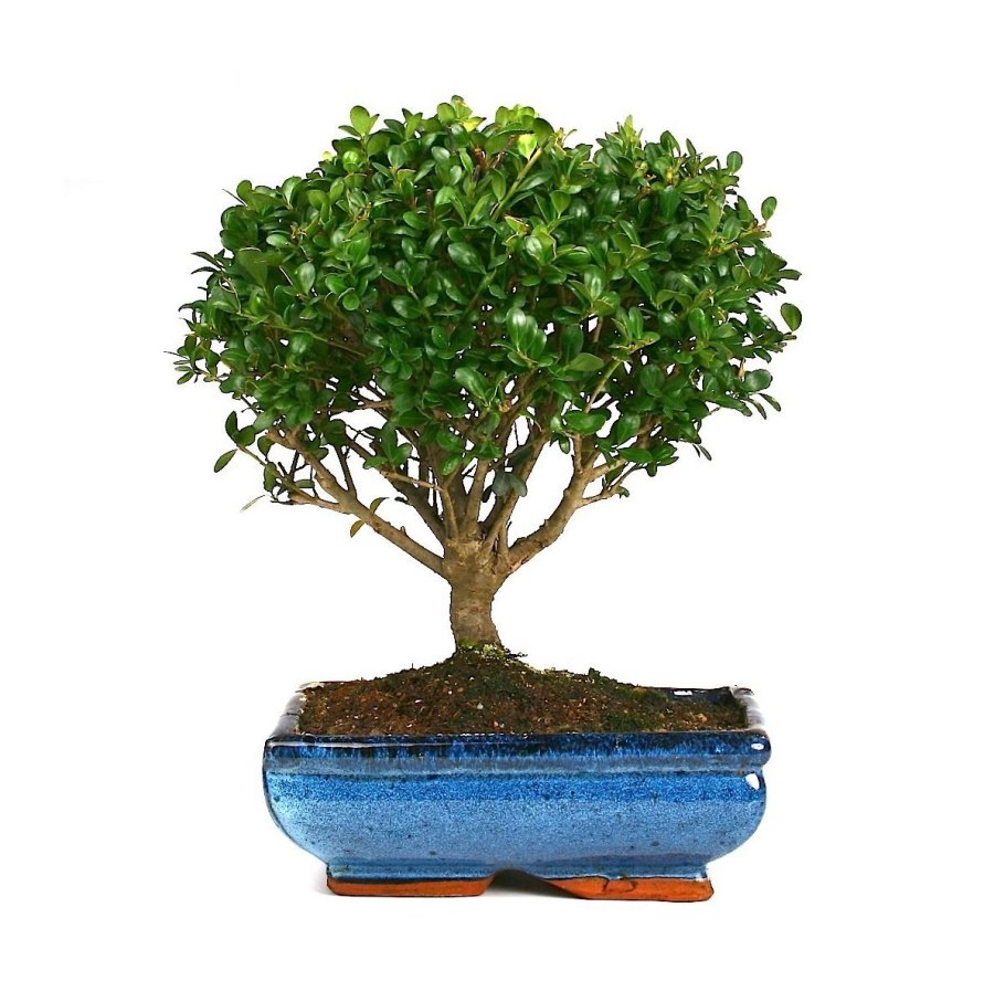 Zelkova serrata бонсай