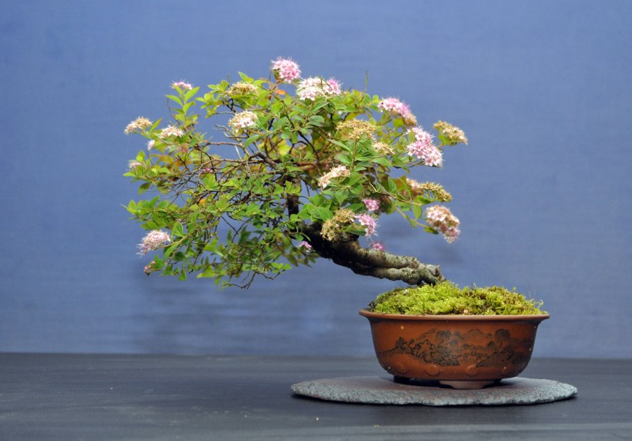 Acer palmatum Thunb